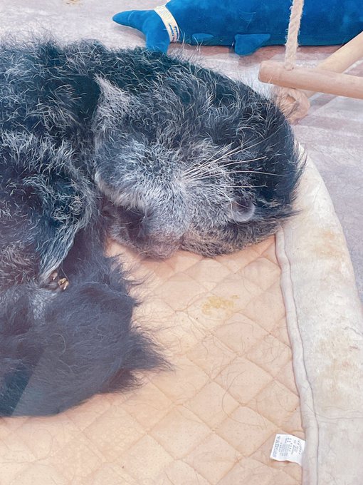 眩しいのか両目隠してるのもかわいい
うちのビントロングは世界一かわいい 