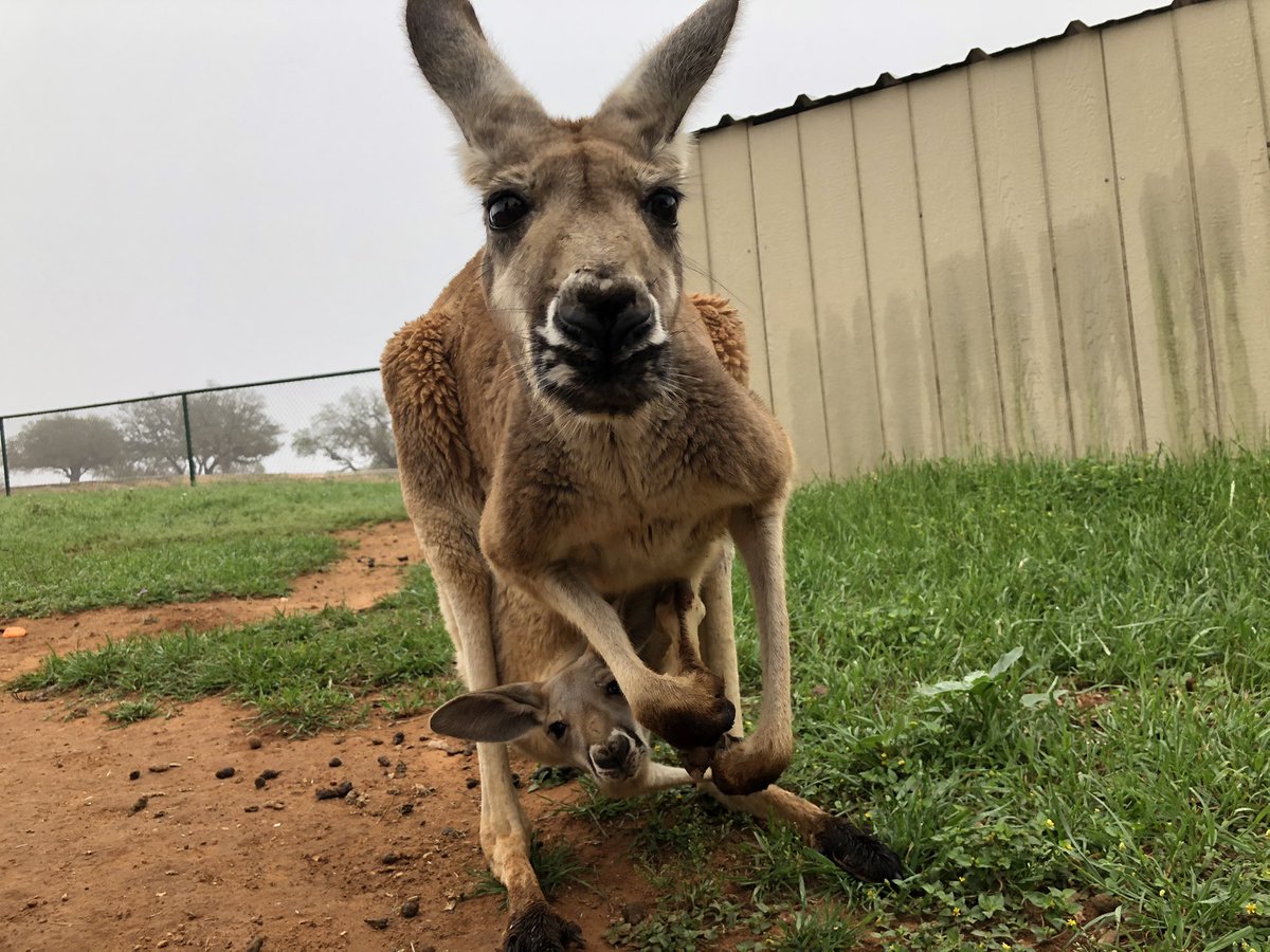 tierraonFOX7's tweet photo. Casual Tuesday hangs @ Exotic Resort Zoo on @fox7austin. Look at the joey!!! https://t.co/F8gvbqyJT1