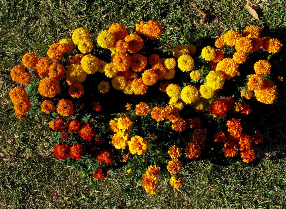 EveLittlepage's tweet photo. A #Sunrise with a #Halloween feeling, Marigolds, & a Sunflower #ForFritz🌄🎃🌻 ~ to brighten the Day, just like He did!🌟 "Those who bring Sunshine into the lives of others cannot keep it from themselves." (anon)🕯️🧡 https://t.co/3OmXutgGLm