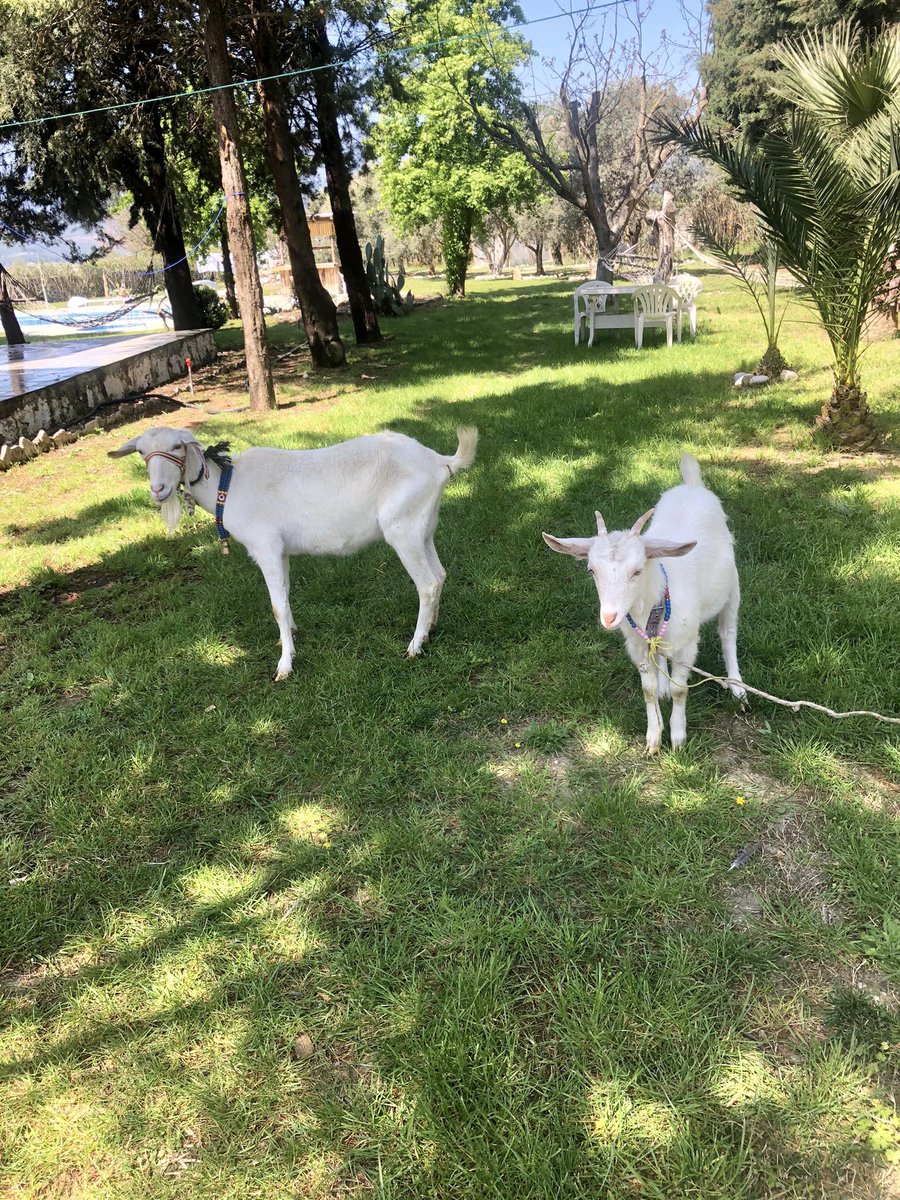 We will name it meduse $mdm and $ada 😂 #Bitcoin