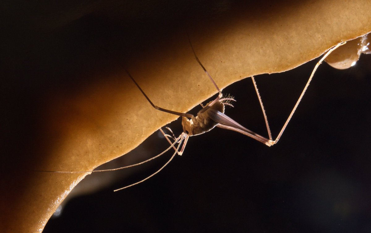Threats to subterranean ecosystems are largely unknown. Yet, experts worldwide can provide vital information to protect these fragile biotas. 

If you study #caves and other subt habitats, please participate in this short survey!

forms.gle/y7KKU8RfxbBfJw…

Please RT / share !
