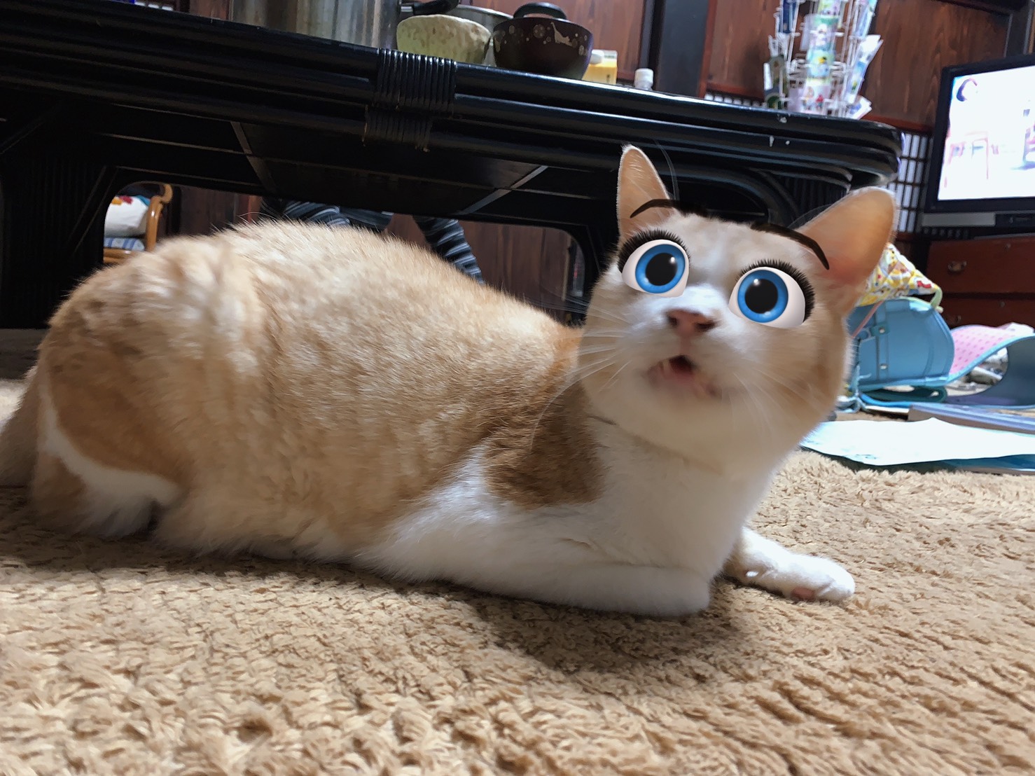 籐光庵しんちょうです ディズニーっぽくなるアプリは猫にも対応するのね 笑 ピッタリはまってる T Co Iguhyop6xn Twitter
