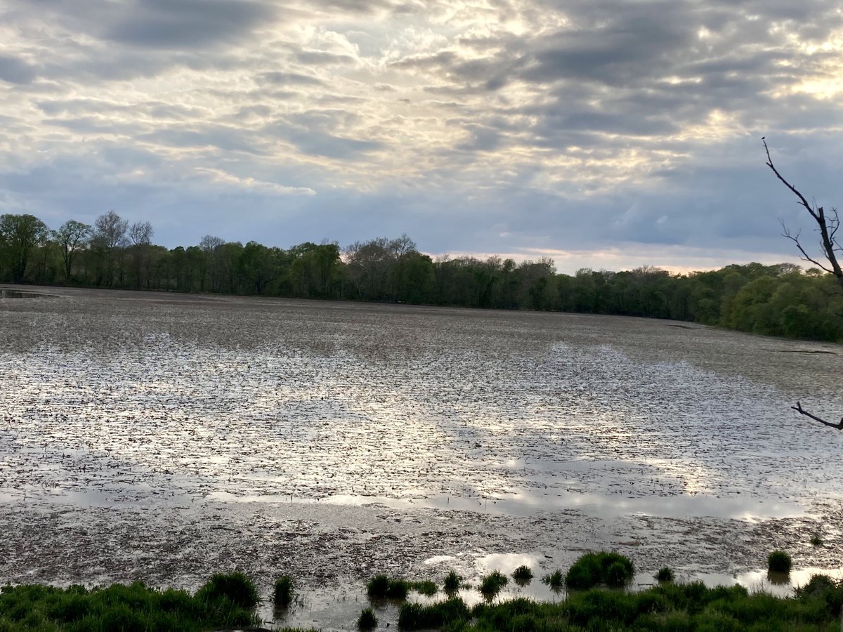 ChannelOhio's tweet image. Obligatory “we have officially  had too much rain” photo.  The ponding concerns me. Not gonna lie😂#nooxygen #farminglife #struggleisreal #ohiofarming