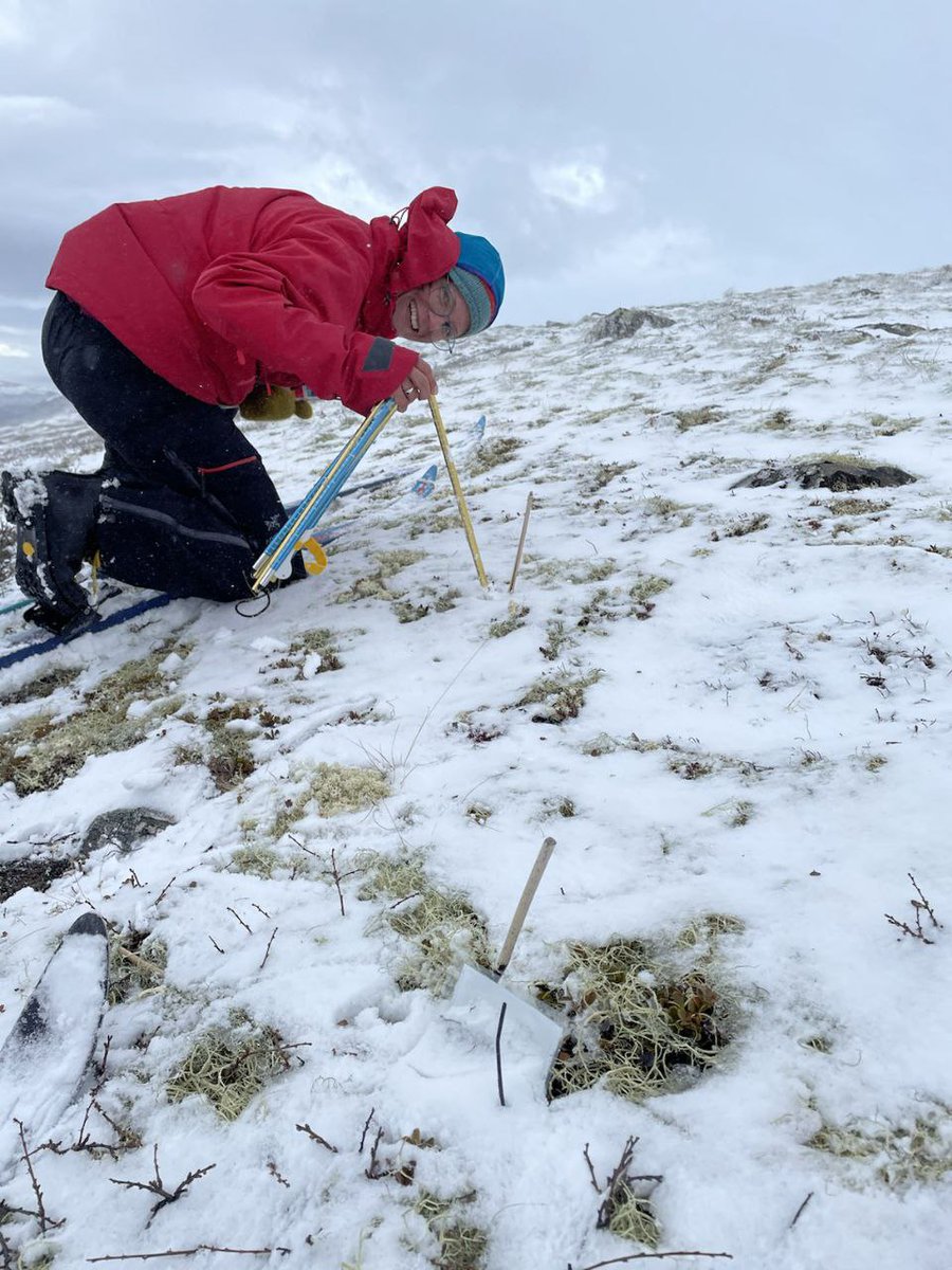 JLembrechts's tweet photo. @TW_FieldNotes went on a cross-country ski trip to measure snow depth in her seed-addition plots in the Norwegian mountains.
So happy #the3dlab has such a brave member who brings us this important winter #microclimate data
More pics on the blog ⬇️!

https://t.co/U5aUHHyNCJ https://t.co/raov1vRVHR