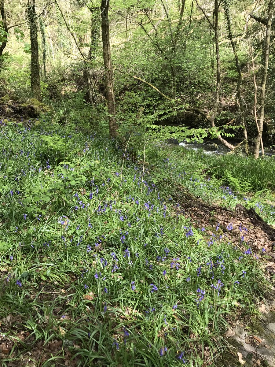 MyGreenValley1's tweet photo. This is why we do what we do.
#MyGreenValley #LitterPicking #LoveWhereYouLive #SwanseaValley https://t.co/xFvJazghFW