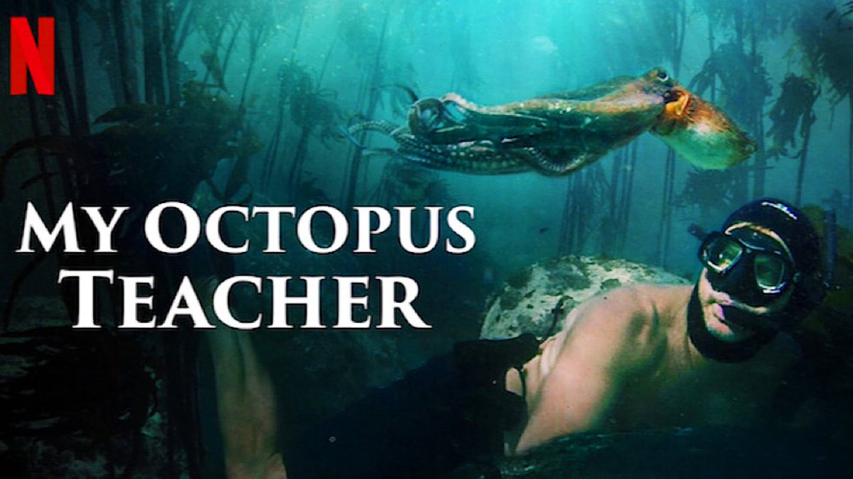 AldFILMCLUB's tweet photo. Showing ‘My Octopus Teacher’ this afternoon in Year 9 Film Club 🐙 what are you watching this week? #filmclub #Documentary #animalsmatter https://t.co/e6UcIbajlm