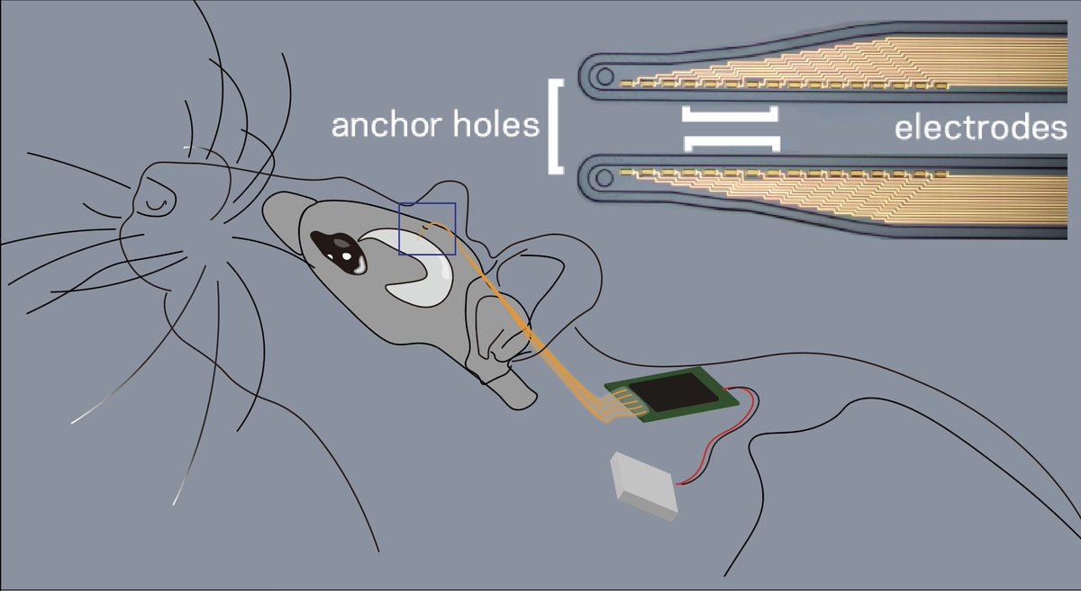 Dion Khodagholy (@dk2955) on Twitter photo We introduce a scheme with only one amplifier to gather data from many channels! We made a fully implanted system with onboard data storage that helps disrupt epileptic networks.<a href="/claudiacea8/">Claudia Cea</a> <a href="/CUSEAS/">Columbia Engineering</a> <a href="/EE_ColumbiaSEAS/">Columbia | EE</a> <a href="/PNAS/">pnas</a> <a href="/NeuroE_C/">Neuroelectronics & Cognition</a>
pnas.org/content/118/20… We introduce a scheme with only one amplifier to gather data from many channels! We made a fully implanted system with onboard data storage that helps disrupt epileptic networks.<a href="/claudiacea8/">Claudia Cea</a> <a href="/CUSEAS/">Columbia Engineering</a> <a href="/EE_ColumbiaSEAS/">Columbia | EE</a> <a href="/PNAS/">pnas</a> <a href="/NeuroE_C/">Neuroelectronics & Cognition</a>
pnas.org/content/118/20…