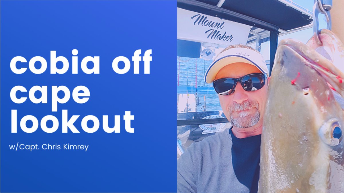 FishPoster's tweet image. Cobia Off Cape Lookout with Capt. Chris Kimrey conta.cc/3f9mc7w