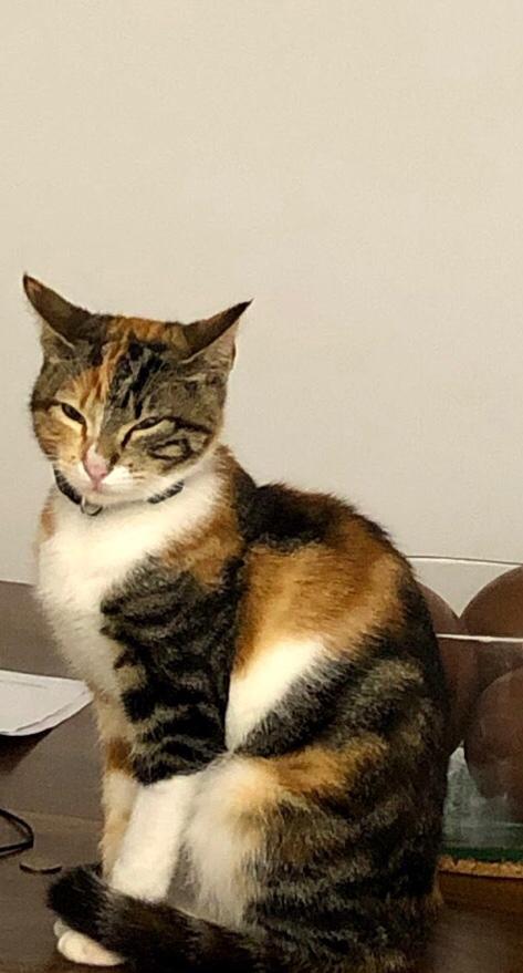 Provitas3's tweet photo. KITTY SE HA PERDIDO, ¿le ayudamos a volver a casa? Se perdió el pasado 3 de mayo por la zona de Can Ginestar de Sant Just Desvern.
Tiene 9 meses.
#GataPerdida #SOS #Gato #SantJust https://t.co/7AK4ThYmJH
