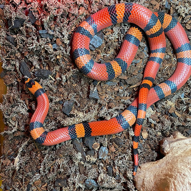 ScienceMusofVA's tweet photo. Jack, the red milk snake that lives in our Animal Lab, shed recently. When snakes shed, the color of their scales can change drastically. Take a look at the before & after pics to see the difference! #AnimalLab #snake #BeforeAndAfter #RedMilkSnake #SnakeShed #ScienceMuseum #rva https://t.co/47wYPl6tEX