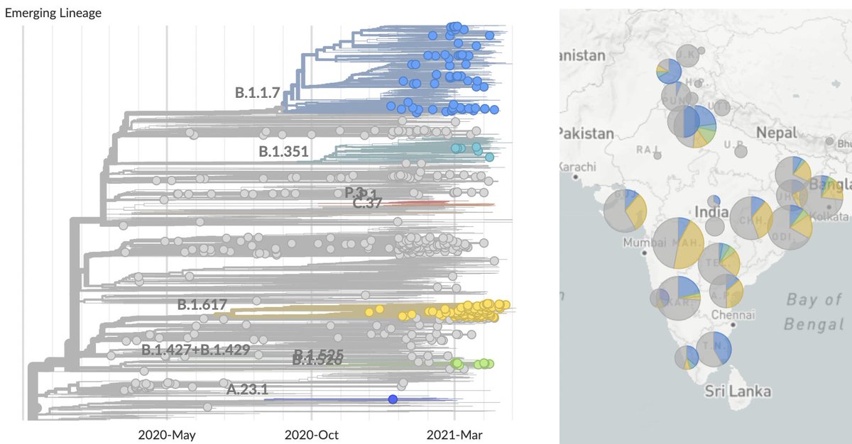 Looking within India there are three primary viral lineages of consequence: B.1.1.7 (in blue) and B.1.351 (in green) introduced into India repeatedly from outside the country and B.1.617 (in yellow) emerging endogenously from within India ( https://nextstrain.org/ncov/asia?c=emerging_lineage&f_country=India&r=division). 2/10