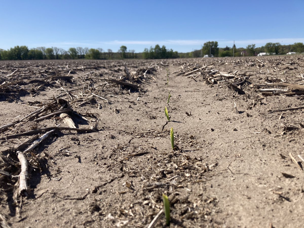 bbloom06's tweet photo. @JoshShofner @PioneerSeeds First plot is up and looking to be about a perfect stand! https://t.co/mE5IJpJ4z5