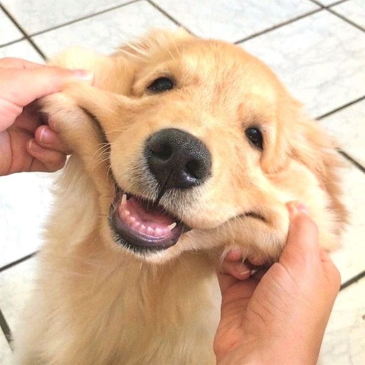 Exulansista's tweet image. Miren que sonrisa tan encantadora. 😍