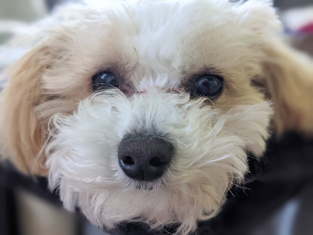 Daisy The Cavapoo tweet media