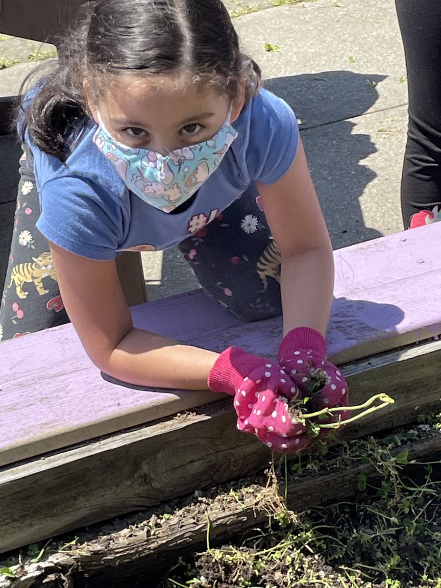 RVeneziano2's tweet photo. Mrs. Veneziano 1st grade class is weeding today!! Say tuned..... https://t.co/3a5rSMoTXv