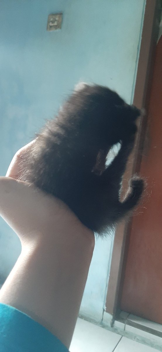 txtdaritimi's tweet photo. Open adopt bayik kucing dom depok jawa barat, kayaknya belum sebulan, udah bisa jalan. Kalo rumahmu di jabodebek aku anter sampe rumah🙏🏻🥺
#cat #openadop #openadoption #kucing #anakkucing #depok #jakarta #bogor #bekasi #catlovers #catresque #resque #straycat https://t.co/YCFgCFD5BP