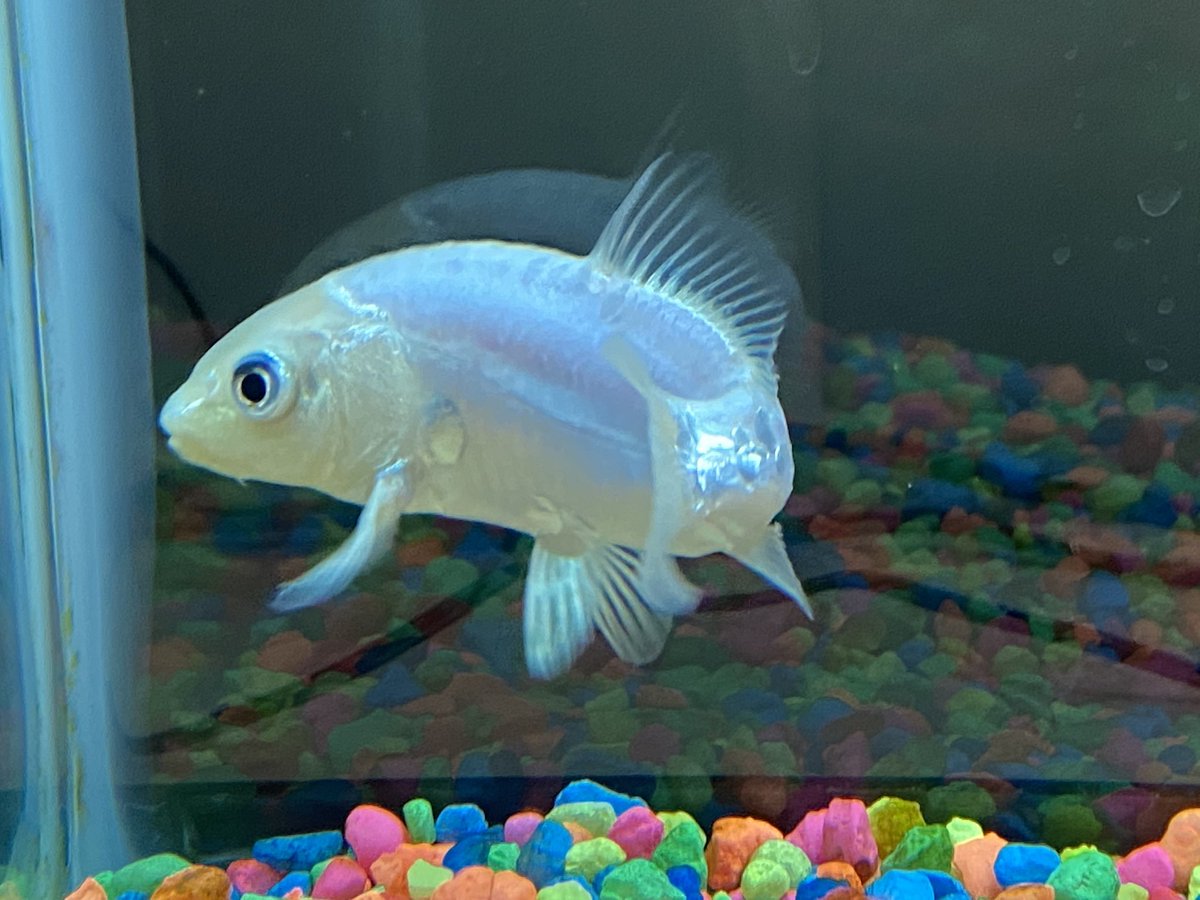 Anthony Monaco tweet media