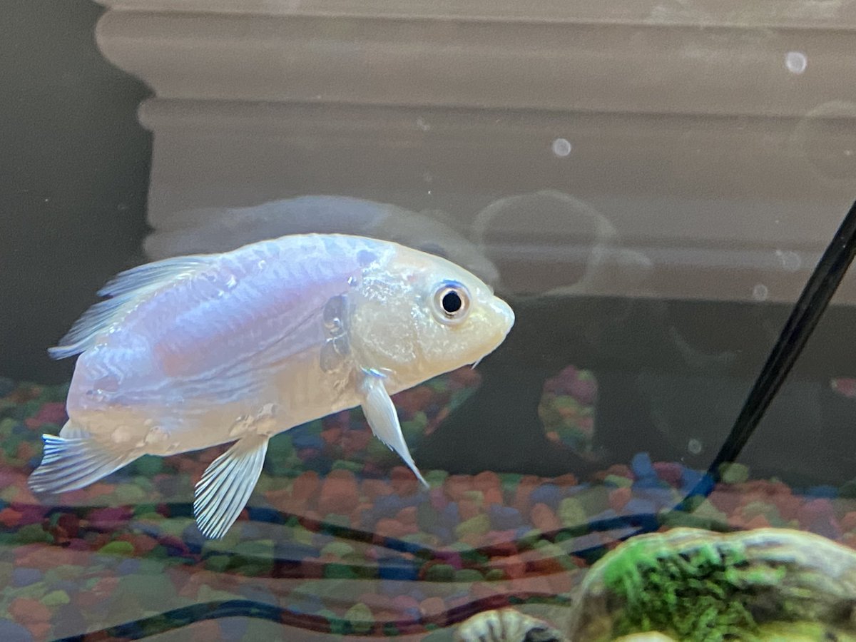 Anthony Monaco tweet media