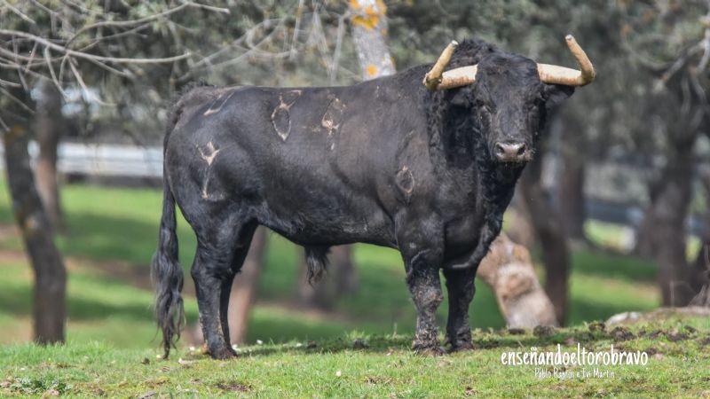 cultorocom's tweet photo. REPORTAJE- Zacarías Moreno: serias caras en el corazón de la Comunidad de Madrid y ocho corridas y tres novilladas listas para 2021 

https://t.co/YmJaDZrJli https://t.co/sUMfBFeqrk