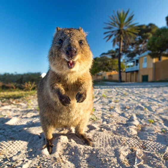 JoyQuokka's tweet photo. Friends, guess where I spent the weekend😄
-
#quokka #quokkas #ashappyasaquokka #perthlife #animals #cute #babyanimals #fun #weekend https://t.co/ONchl6bIB3