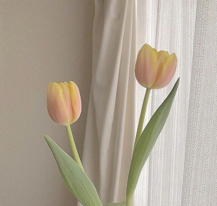 𝙼𝚒𝚕𝚒𝚗🌷 tweet media