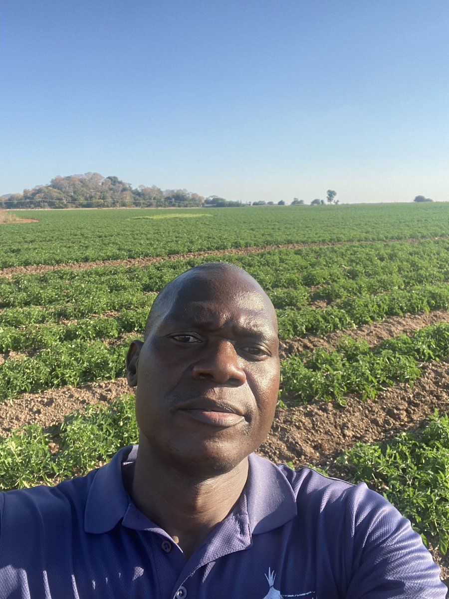 Serious Tomato farming in Mash West Zimbabwe. Seedlings made by Spinyard, Crops now 4 &amp; 6 weeks. It begins with the right seed, seedlings from the nursery and right farming by the farmer. 18 hectares done, 12 more to go! Proud to be a cog in Zim Agric wheel. We shall overcome!