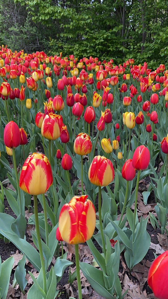 LWLOttawa's tweet photo. Go see the beauty. Tulips in their prime today @DowsLakeOttawa  @CdnTulipfest  Met some great tourists who were here to photograph #ottawas #flowerevent https://t.co/tG9ROjpxDC