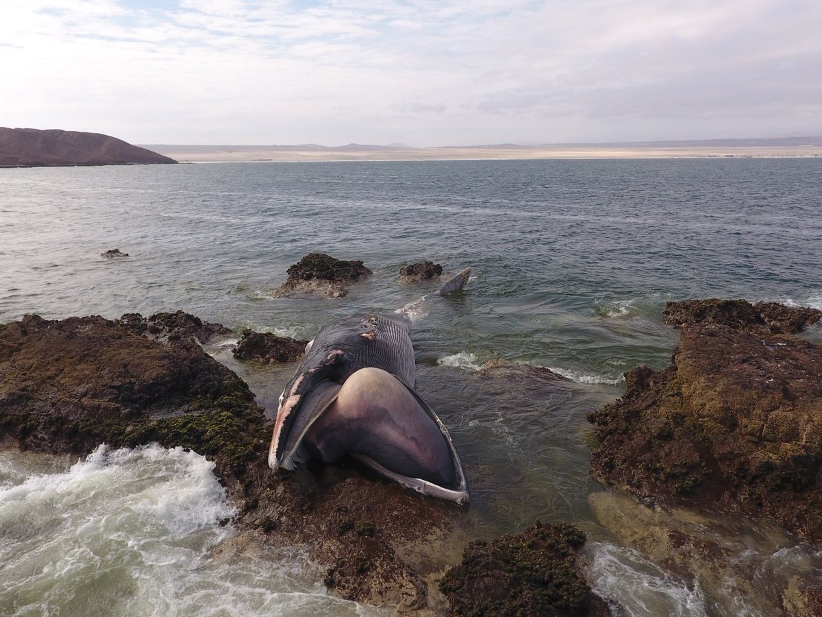 Ganchitos, nobleza obliga: ayer en lo que les conté de la ballenita en Antofa, se me olvidó agradecer a los amigos de Ocean Adventure Chile, que nos apoyaron con su dron, para hacer un sobrevuelo de reconocimiento. 
Aquí algunas fotos: