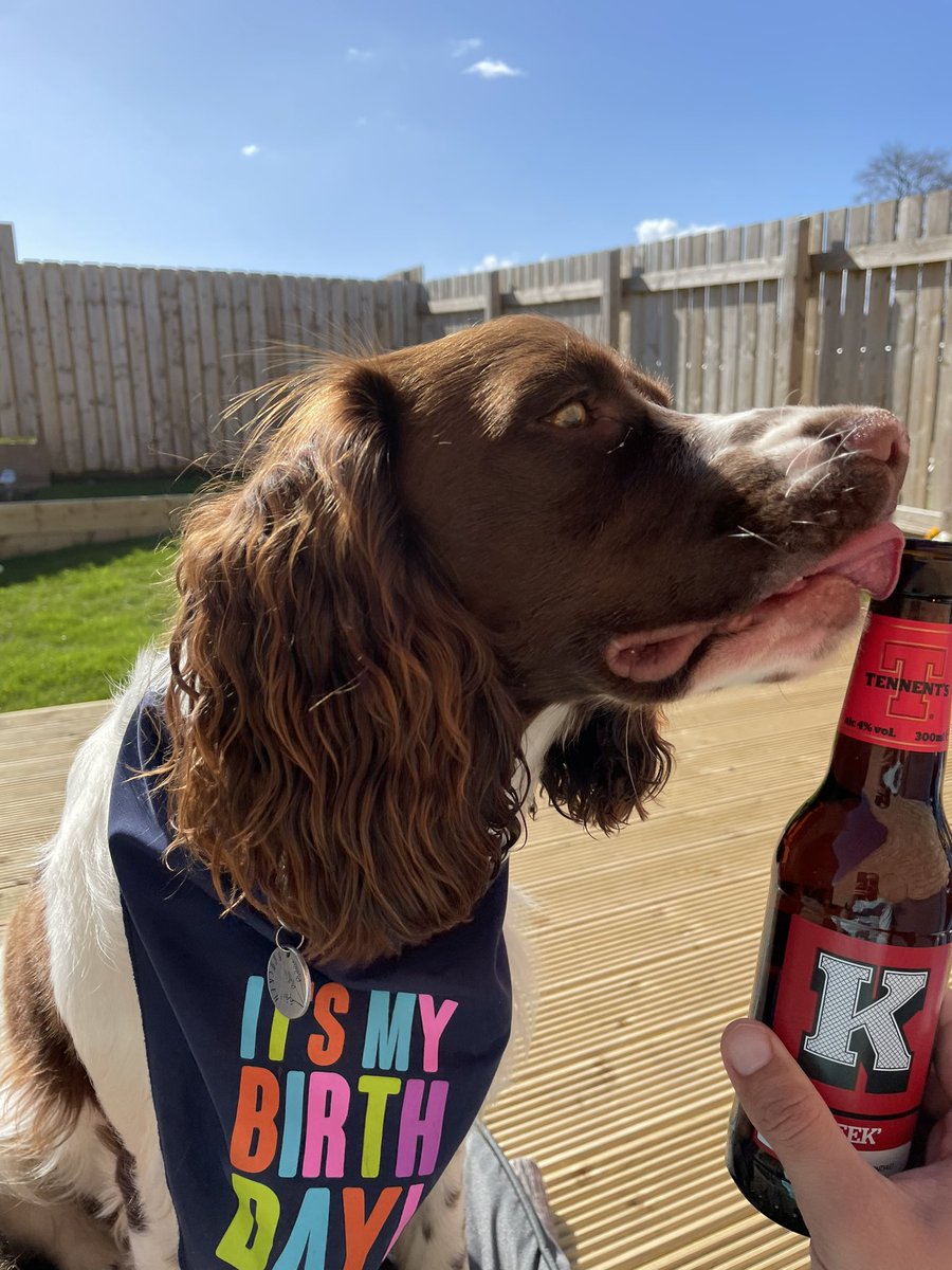 Gormal's tweet image. 🐶 1st birthday beers and sunshine for Bracken with a visit to The Fourmile thrown in. What a day! ☀️