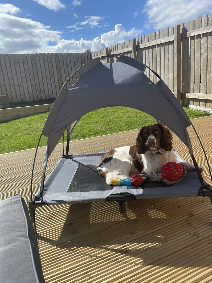 Gormal's tweet image. 🐶 1st birthday beers and sunshine for Bracken with a visit to The Fourmile thrown in. What a day! ☀️