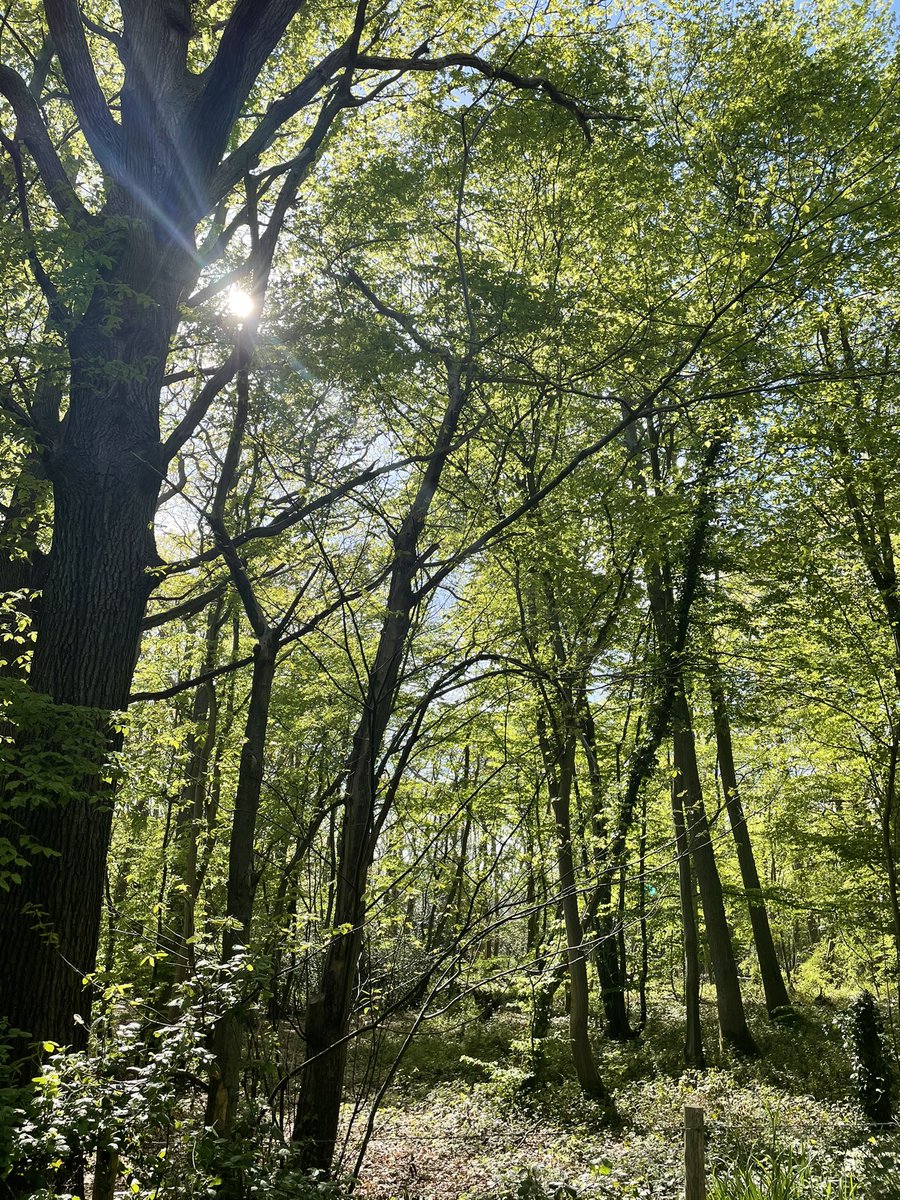 GouldthorpeJo's tweet photo. #MentalHealthAwarenessWeek #nature #onlyhashtags https://t.co/nxUENwOto3