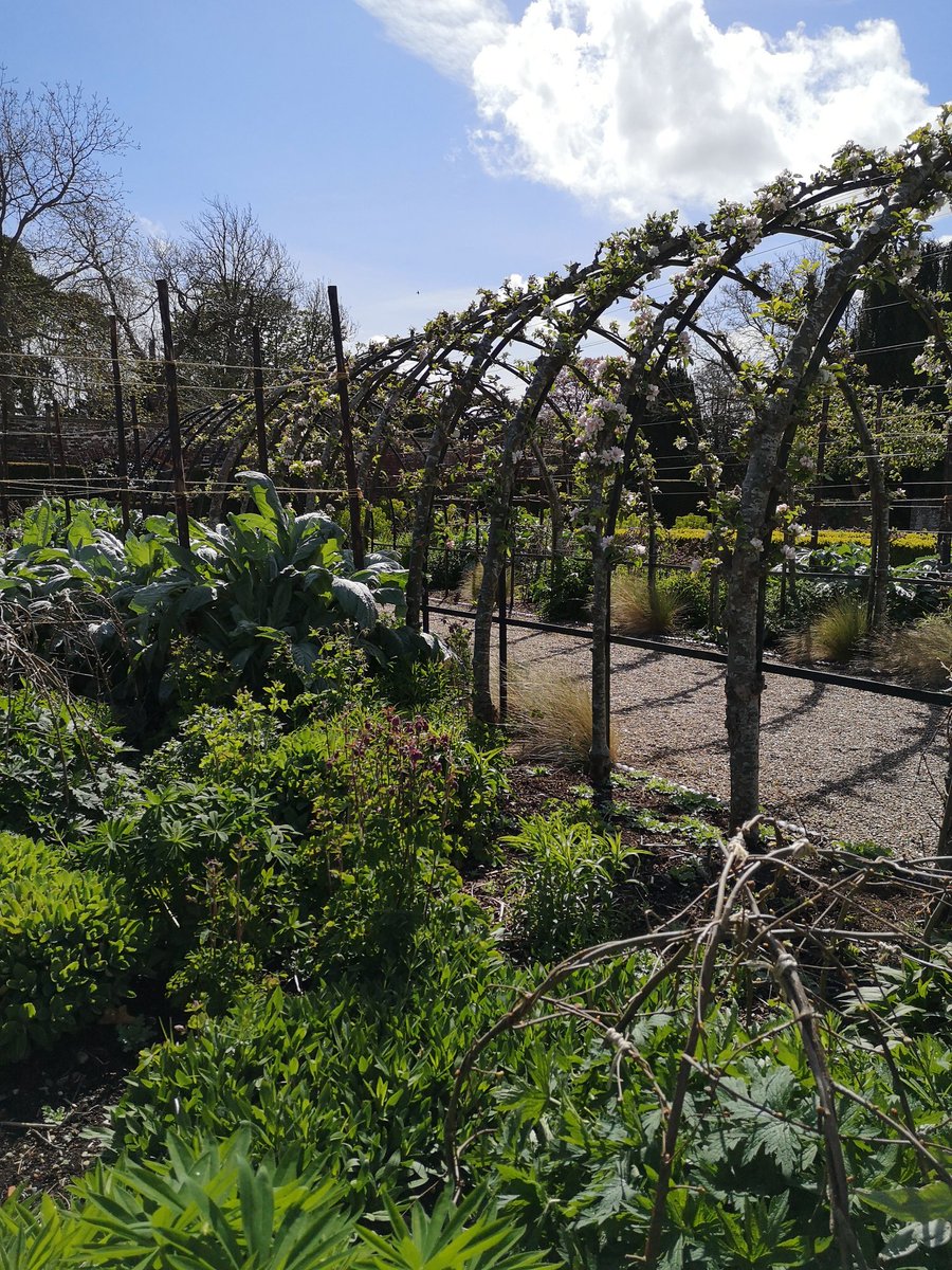 It's a glorious afternoon in the gardens ☀️ #belmontgardens #visitfaversham