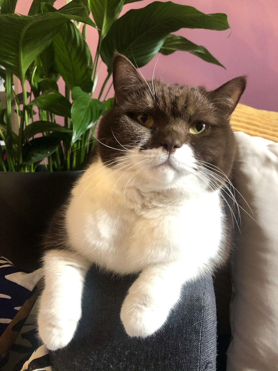 ChonkyCookie's tweet photo. 🥰 https://t.co/LOwkYr6bf9