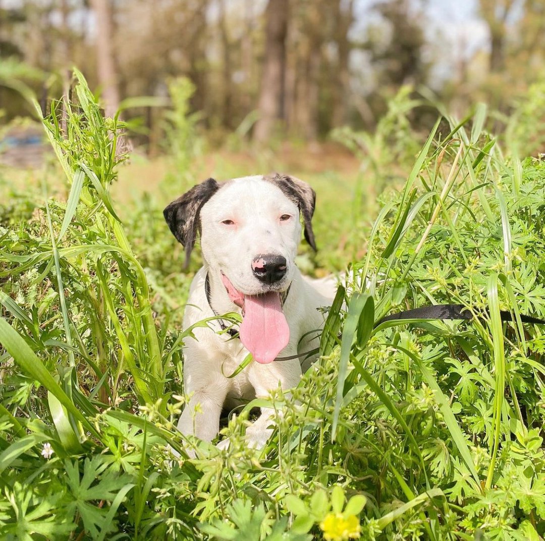 #tongueouttuesday with Bennie from @troyanimalrescueproject. He looks ready for some big fun. 

#dogsofinstagram #rescuedogs #dogs #doglife #petlovers #petpeople #purrchpets #dogsarefamily #boop #dogoftheday #pawsome #adoptdontshop #dailydog #rescuedismyfavoritebreed #puppiesofin