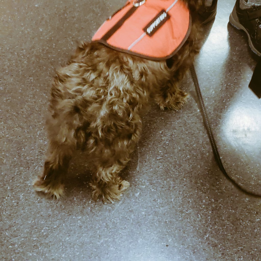 SexySpinning's tweet photo. Two things:
1) had a full class, actually turned people away
2) had my first fur friend in class!
#Spinning #indoorcycling #spinninginstructor
Thanks for everyone attending, makes a great class @LAFitness https://t.co/uUwYCeG8eX