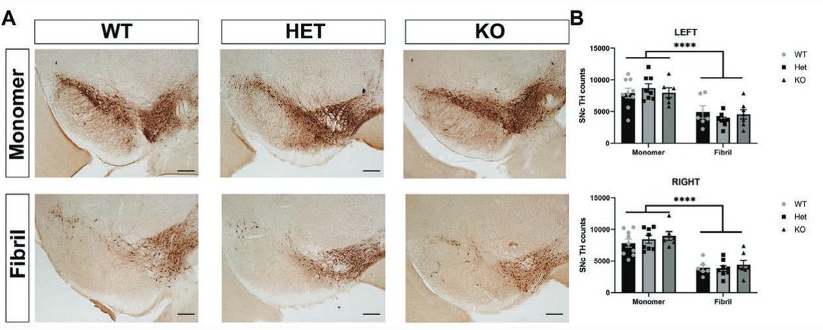 ScienceofPD's tweet photo. New research from @stoykal @lvolpic &amp; @UABNews colleagues reports endogenous tau reduction does not influence formation of templated α-synuclein inclusion formation or loss of dopamine neurons; Tau-/- mice do not show a reduction in PFF-induced inclusions
https://t.co/eOqOAGh7uQ https://t.co/KxQW6UtK8c