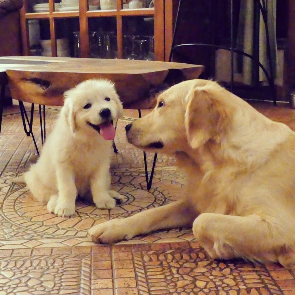 93MiCasa's tweet photo. Wicked innocence II

#cutenessoverload #retrieverpuppy #sugar #naughtypuppy #innocence #happymoment https://t.co/YdqFecebTu https://t.co/4n8QQwt8Ke