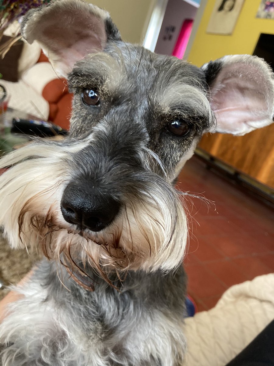 Criatura_C's tweet photo. Tarde pero me subí al HT, ella es Kora 💖 #PoderososPerritos https://t.co/SzTRLHcWex