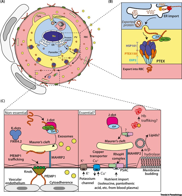 TrendsParasitol's tweet image. Drs @ThoreyJonsdott1 @mikhagabriela @CrabbBrendan @TaniadKW &amp;amp; Paul Gilson review the essential #exportome of the #malaria parasite. #PTEX #PEXEL #PNEP @BurnetInstitute @UniMelb @DeakinMedicine @deakinresearch

Free access at authors.elsevier.com/a/1d2Zf5Eb1x7r…