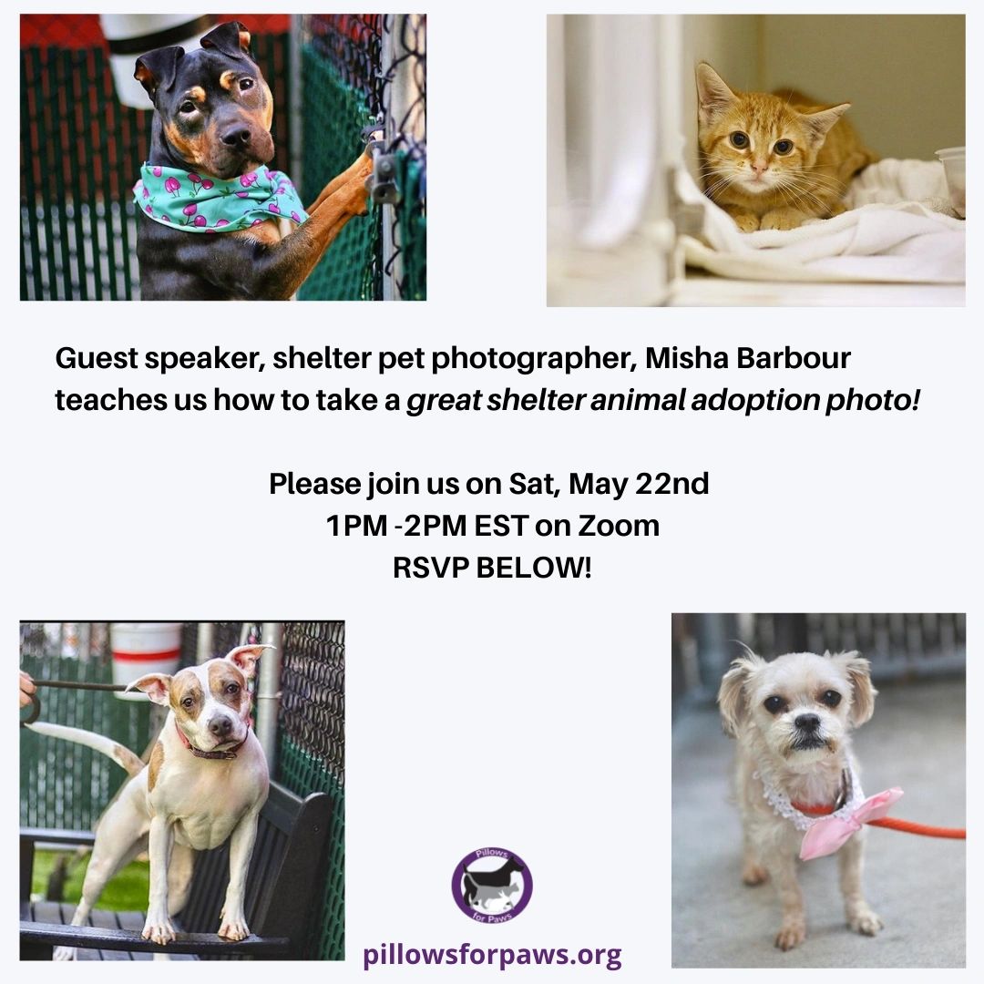 Pillows for Paws tweet media