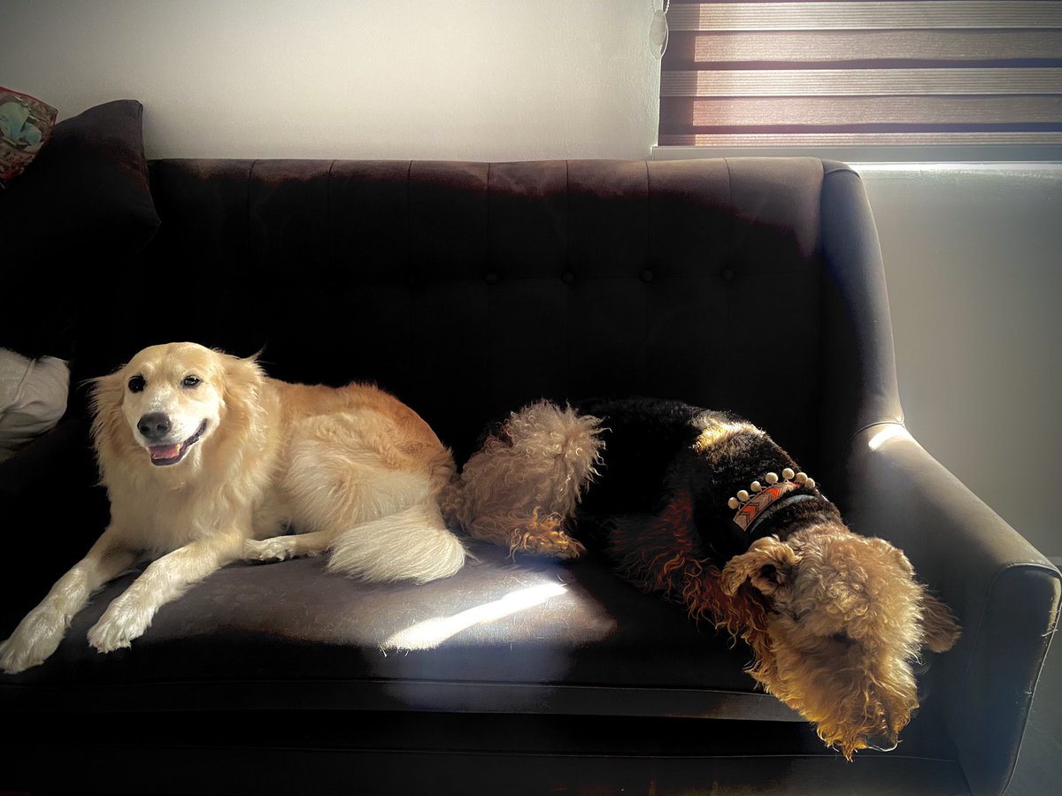 peeeeeert's tweet photo. oyendo al @eltalcha @ruleiro compartiendo sillón #PoderososPerritos https://t.co/NqJdu4fw3x