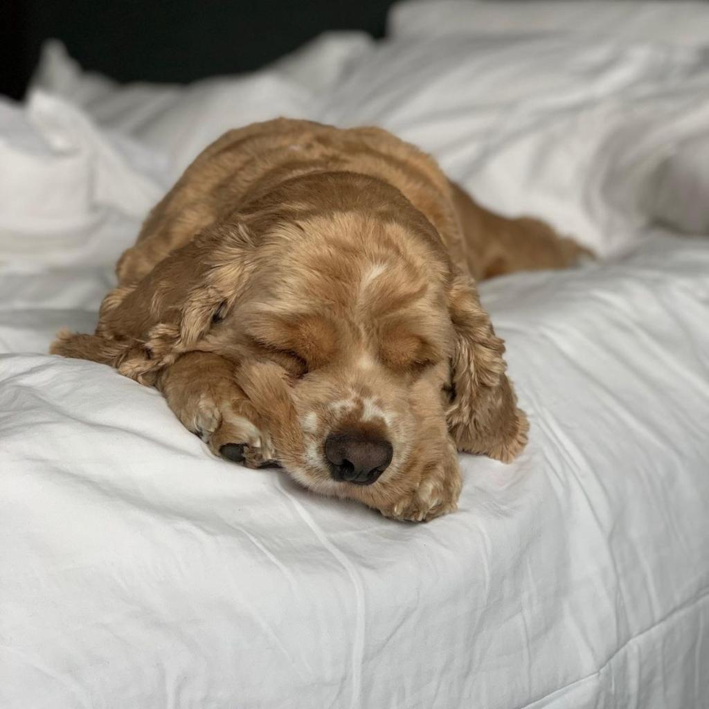 Pups deserved to be pampered too. Treat your favorite travel buddy to a weekend away at our inviting oasis. 

Photo: jeskabravante