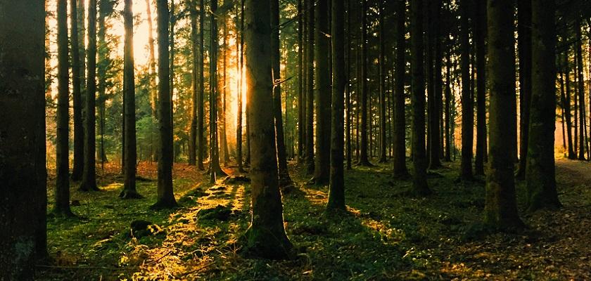 🌳🌱🌻 #Nature is the theme of this years #MentalHealthAwarenessWeek. 

🚶🏽‍♀️🌅 In her latest blog, Director Karen Young shares why taking a few steps outside can help your #mentalhealth alongside other tips and tricks to support your #wellbeing: bddy.me/3biV7O4