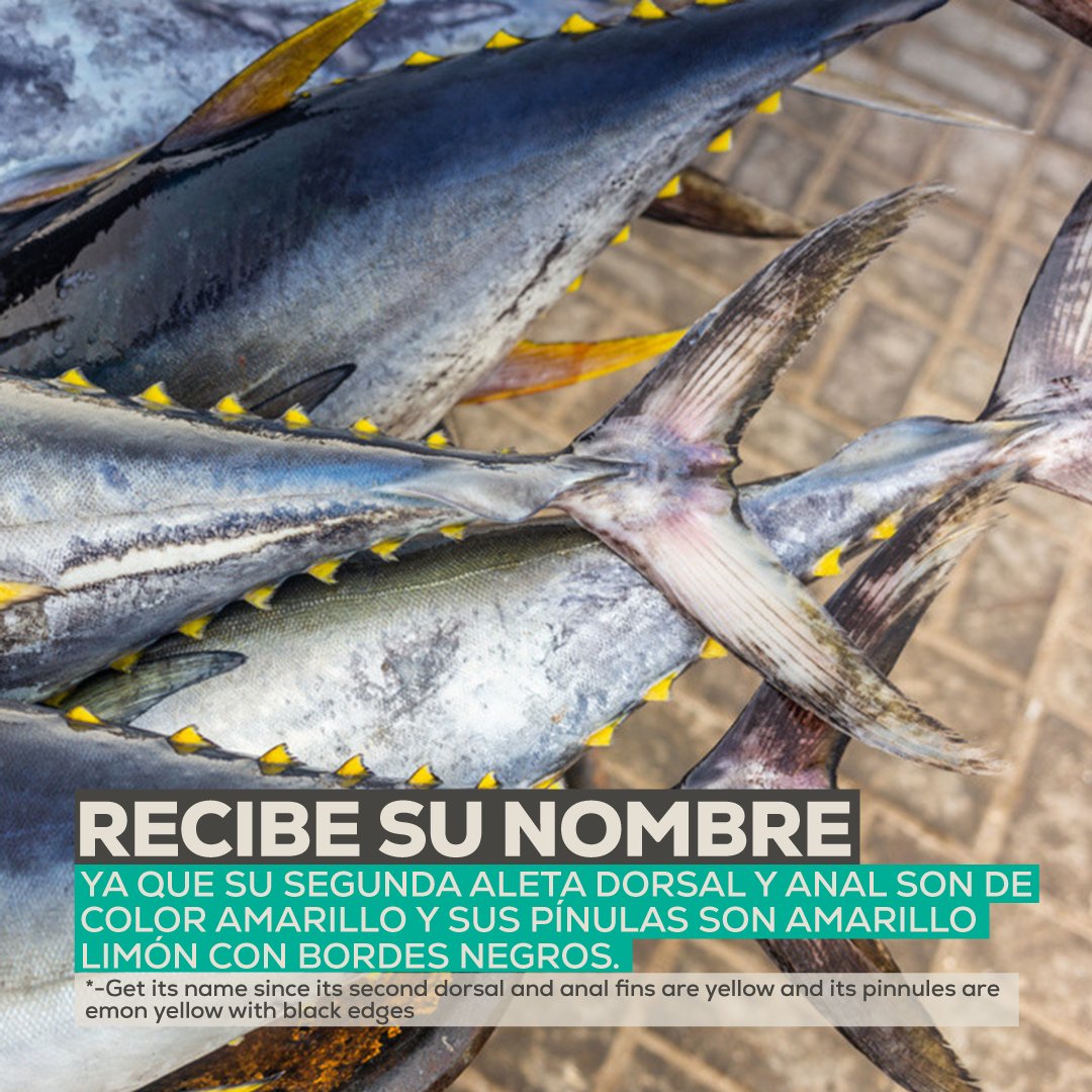 English:
We leave you the characteristics of one of the most common tunas in the fishing sector of our waters. Did you know him? Tell us, we read you.
#PescaresponsableDeAtun #atunaletaamarilla #yellowfishtuna #pescadorresponsable #pescaartesanalsostenible #oceanosostenible