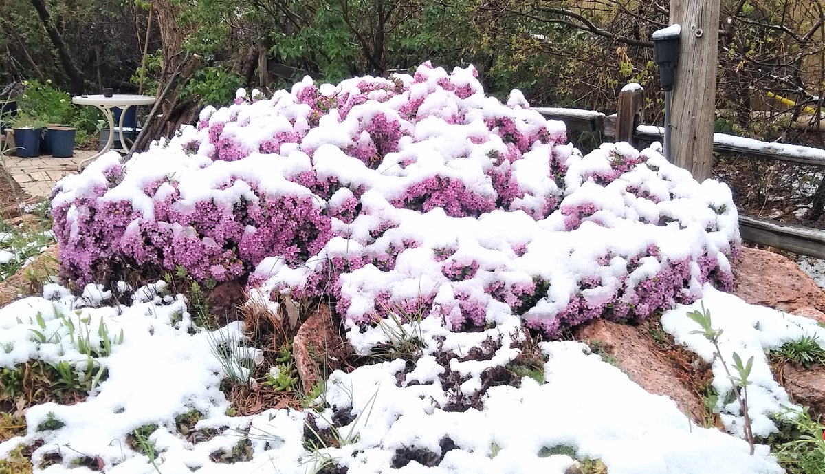 Telesonix's tweet photo. What a difference a day makes: monster Daphne 'Anton Fahndrich' frosted with "white rain"--typical Colorado spring weather! #NARGSrocks https://t.co/xUjmARR5VO