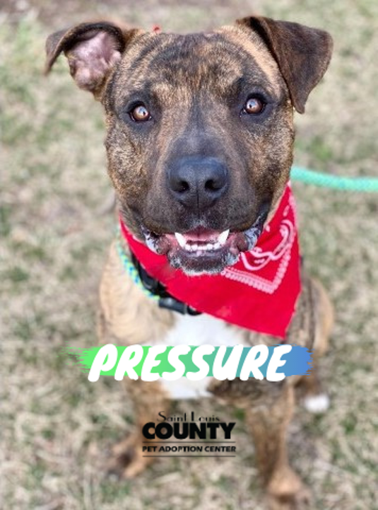 StLCountyPAC's tweet photo. Looking to have just one dog in your life to spoil with love and treats and toys? This is your boy! Pressure is handsome as ever and keeps his kennel squeaky clean. He’s 3 years-old and weighs in at 67 lbs. https://t.co/cu5dESLtcj