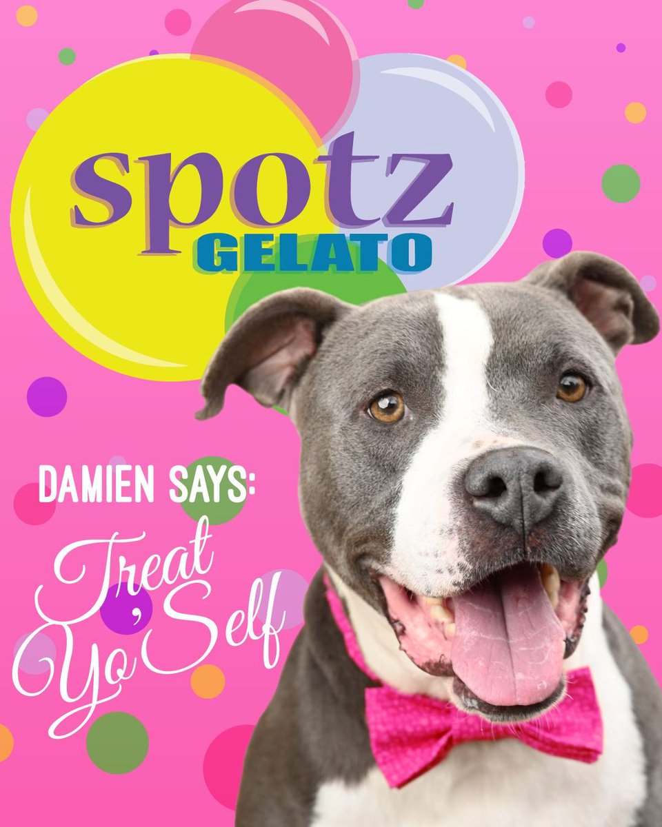 🍨 It's almost time for another Gelato Daaaaay! Join us at <a href="/SpotzGelato/">Spotz Gelato</a> in Versailles and have 10% of your purchase donated back to Woodford Humane! 
Dessert For A Cause is TODAY, May 11, 6-9 pm - don't forget to print and bring the flyer: bit.ly/3bhhZNK
