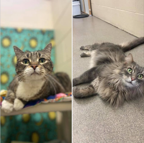 #SneakPeek!! Check out adorable Allie and magnificent Montana--these cuties are so loving and ready for their forever families! They won't be here long, so if you'd like to meet one of them, get an appointment scheduled at sammyshope.org/cat-app. 

Share the #SammysHopeLove!