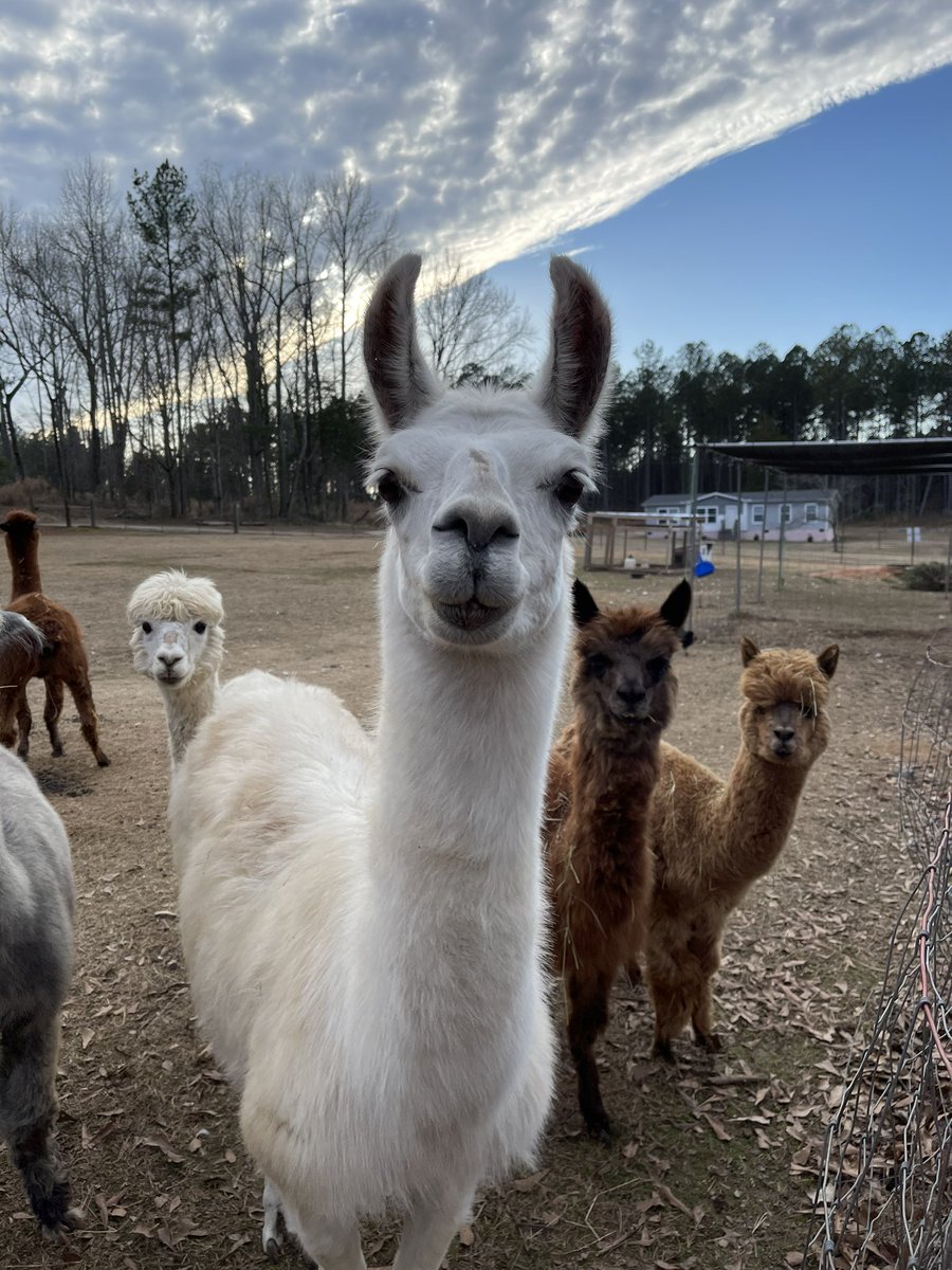 @DScottGamecocks no need for #alpacasocks tonight calling @GamecockBasebll The herd says Let’s 🧹 this guys!