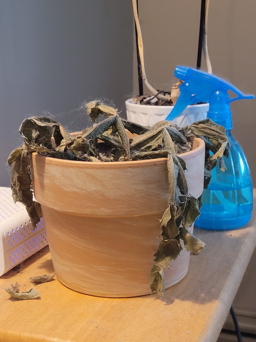 Michelle Facette tweet media